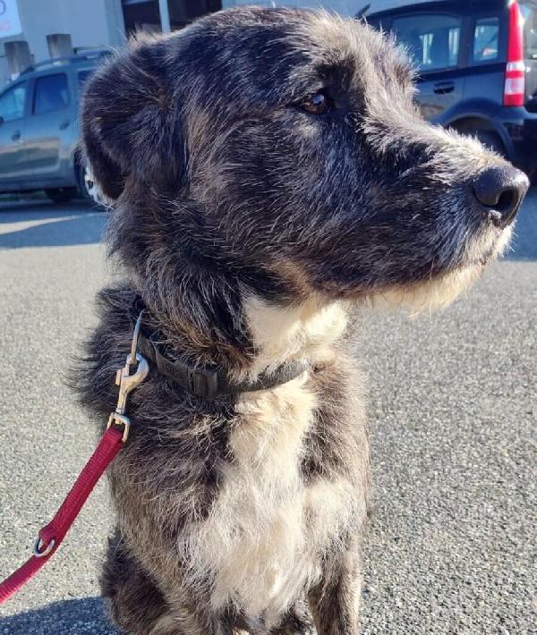 Balto - Maschio - Nato a Marzo 2024 - Meticcio simil Spinone - Taglia: Medio-Grande - Peso: 30 kg  Foto 9